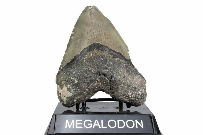 Fossil Megalodon Tooth - North Carolina #380155